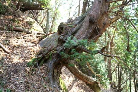 脇野沢千年ヒバ