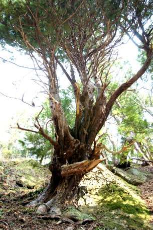 脇野沢千年ヒバ