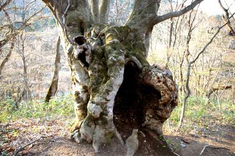 梵珠山のブナ　No2