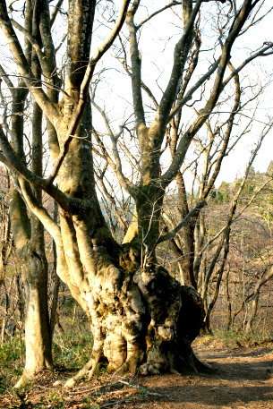 梵珠山のブナ　No2