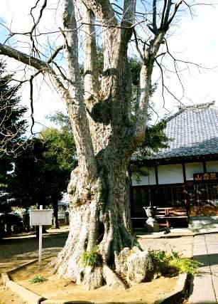 龍山院のムクロジ