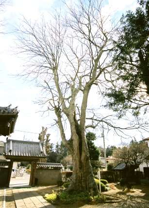 龍山院のムクロジ
