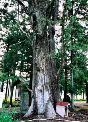 新堀八幡のタモ