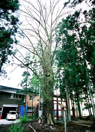新堀八幡のタモ