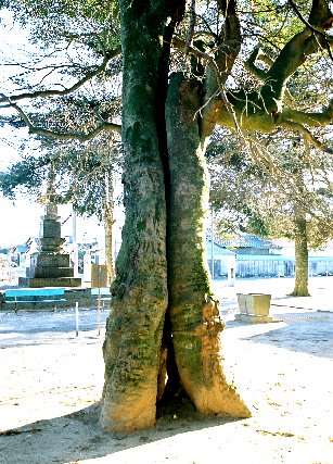 満願寺のモッコク