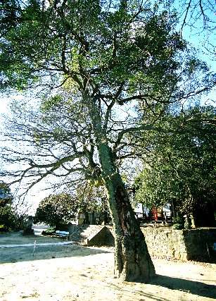 満願寺のモッコク