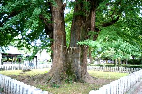 鑁阿寺のイチョウ