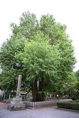 鑁阿寺のイチョウ