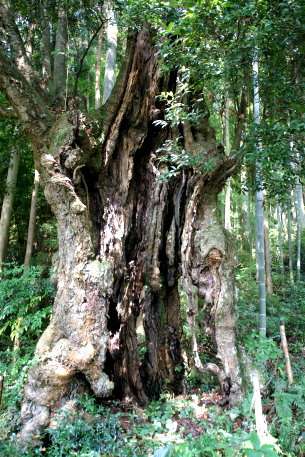 堀之内のツクバネガシ