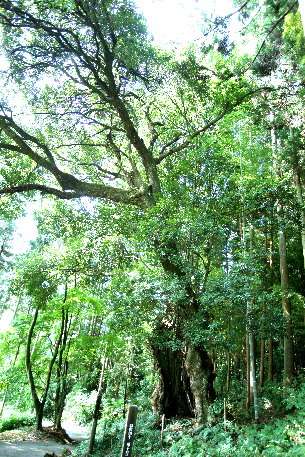堀之内のツクバネガシ