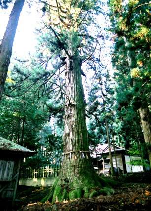 七崎神社の大杉_西株