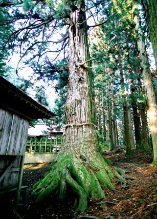 七崎神社の大杉_西株