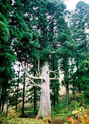 滝の沢の一本杉