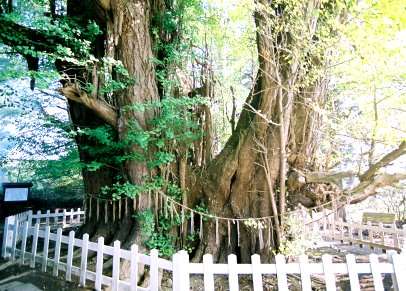 根岸の大イチョウ