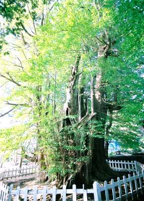 根岸の大イチョウ