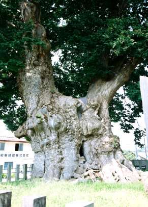 東根の大ケヤキ
