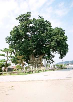 東根の大ケヤキ