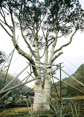 湯西川のネズコ大木