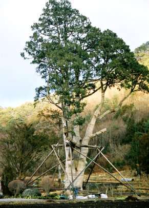 湯西川のネズコ大木