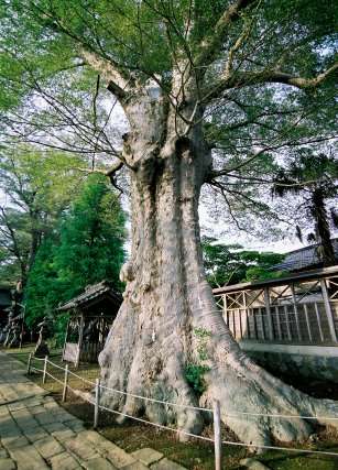 若宮八幡宮のケヤキ