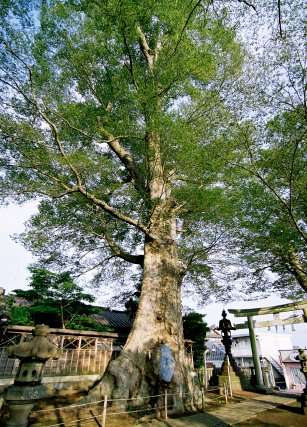 若宮八幡宮のケヤキ