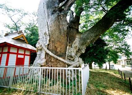 沓掛の大ケヤキ