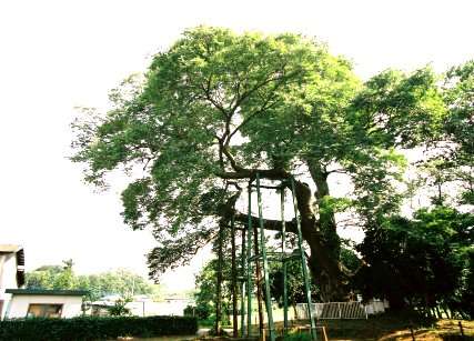 沓掛の大ケヤキ