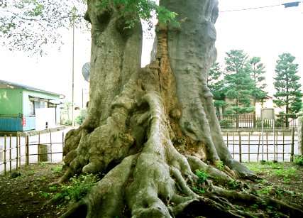 雀神社の大ケヤキ