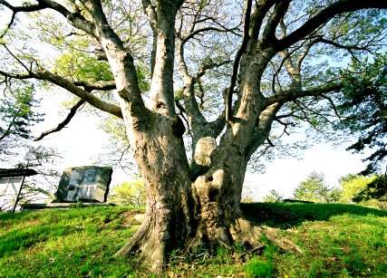 能代公園のケヤキ