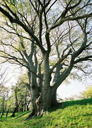 能代公園のケヤキ