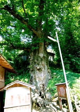 山楯の大ケヤキ