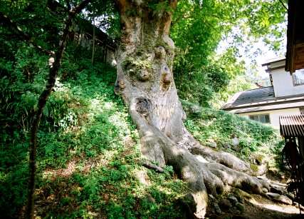 山楯の大ケヤキ