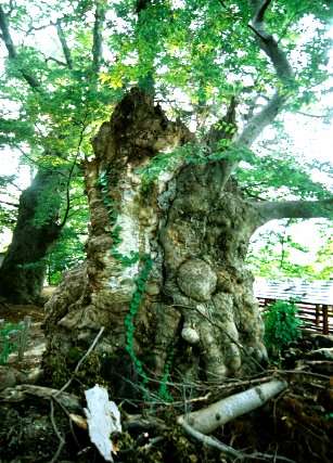薬師神社のケヤキ