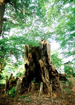 薬師神社のケヤキ