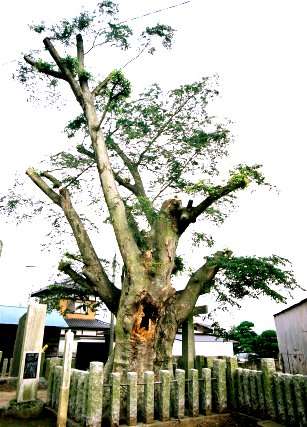 潮来の大ケヤキ