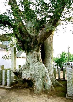 潮来の大ケヤキ