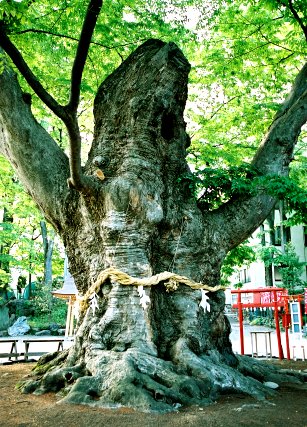 駒つなぎのケヤキ