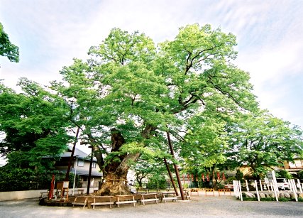 駒つなぎのケヤキ