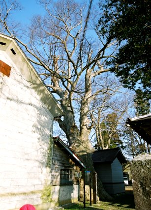 東光寺のケヤキ