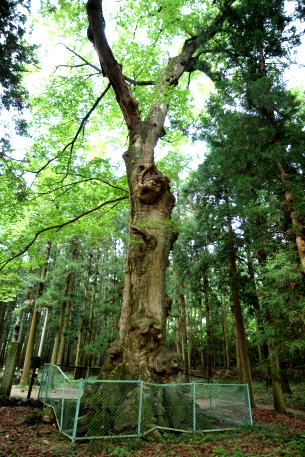 丸嶽山神社のケヤキ