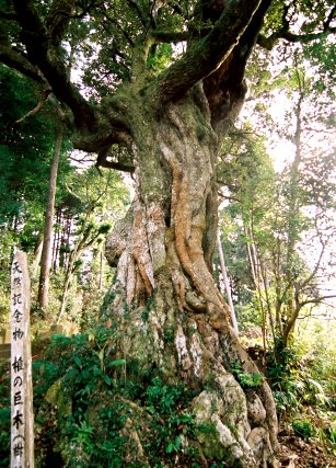 小田代のシイ_雄龍