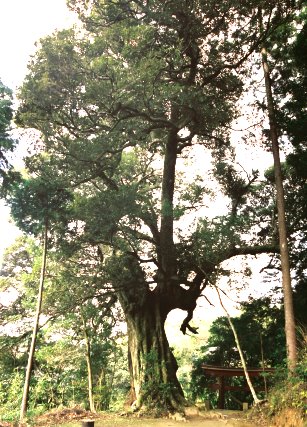 小田代のシイ_雄龍