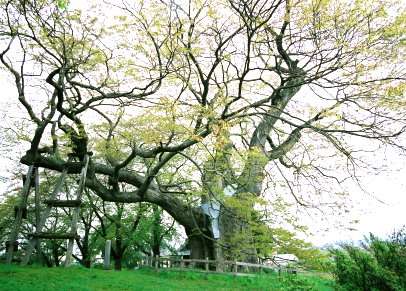 高瀬の大ケヤキ