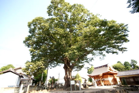 早尾神社の大ケヤキ