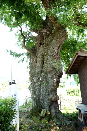 中之条のサイカチ