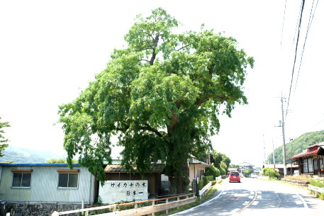 中之条のサイカチ