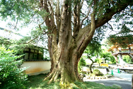 崇禅寺のイトヒバ