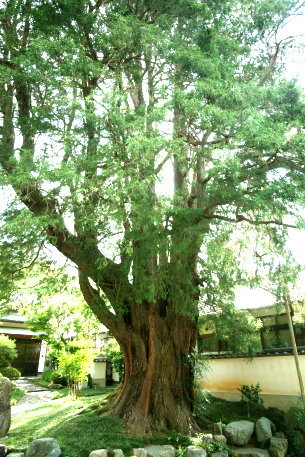 崇禅寺のイトヒバ