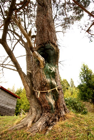 館越山神社のアカマツ