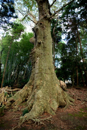 沼尾神社の大ケヤキ